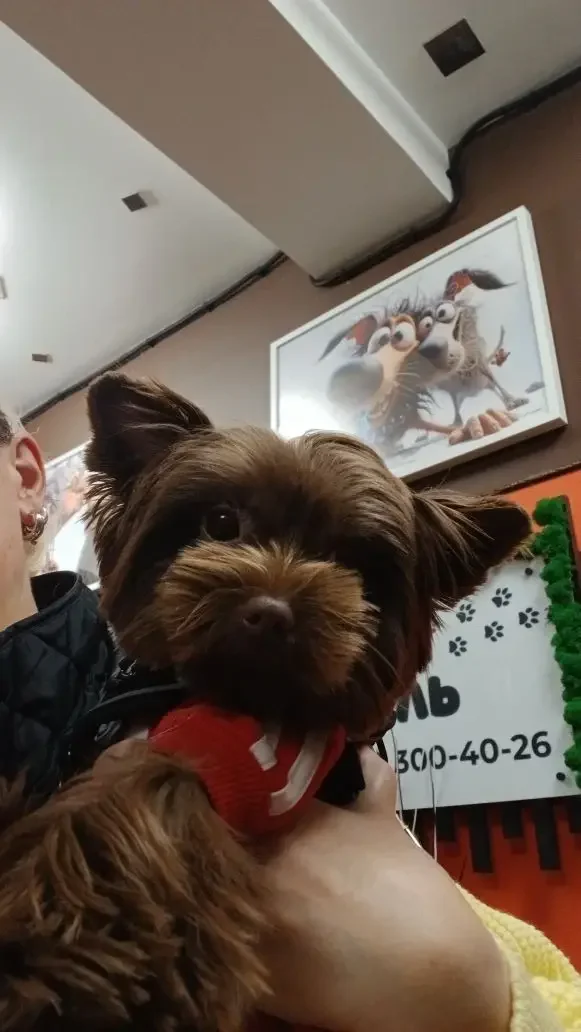 Довольный пес